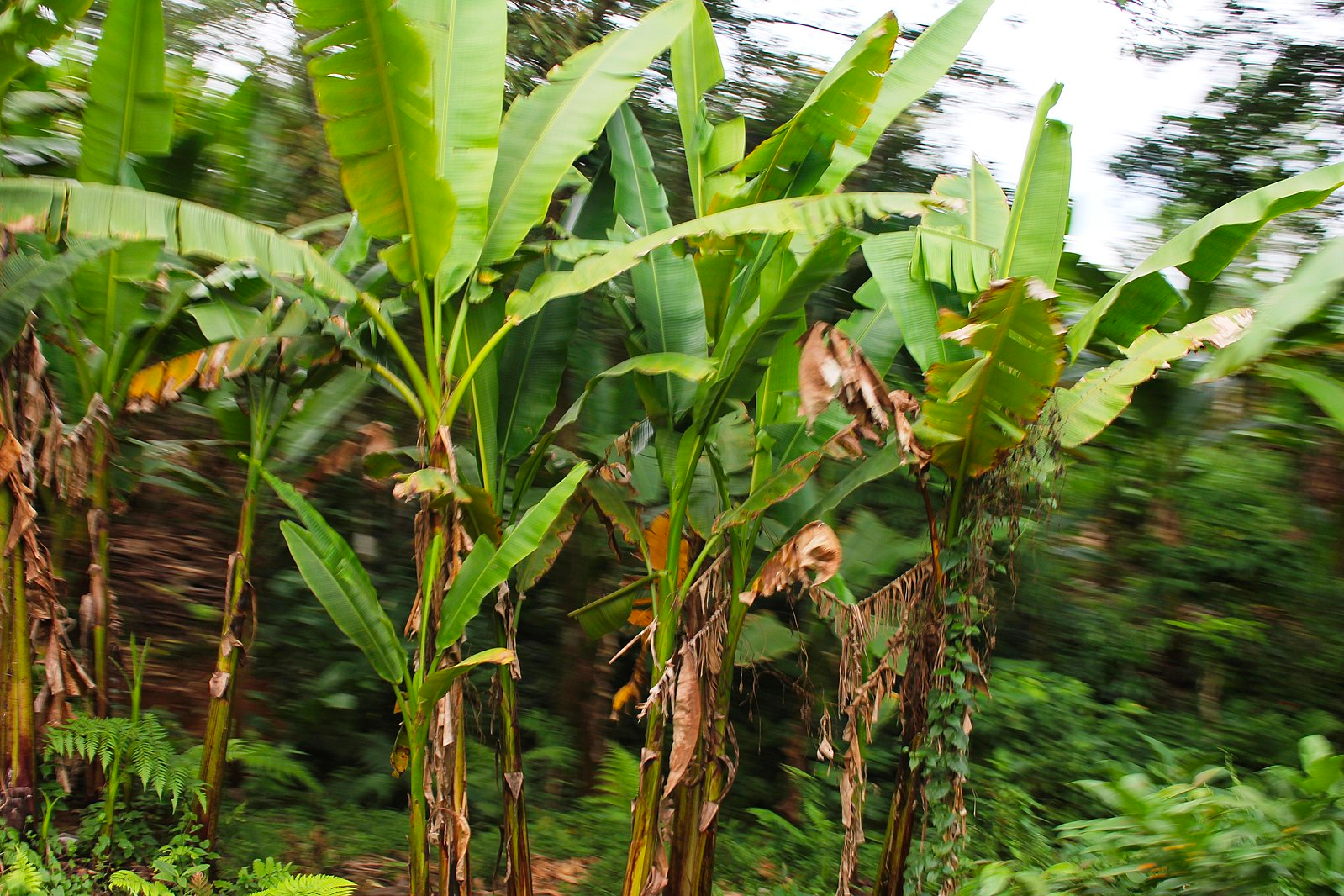 Strength in Softness with Bicol Abaca
